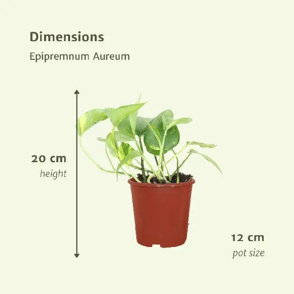 Epipremnum Aureum (Scindapsus) - 4 stuks - Ø12cm - ↕20cm  BotanicBridge