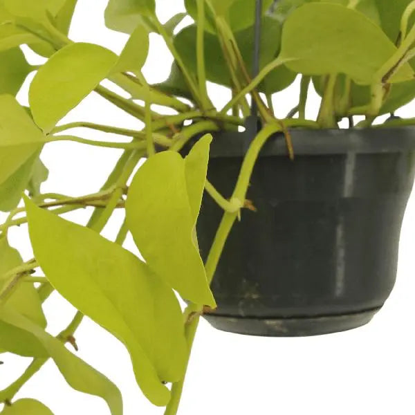 Epipremnum Golden Pothos (Scindapsus) - 2 stuks - Ø15cm - ↕25cm  BotanicBridge