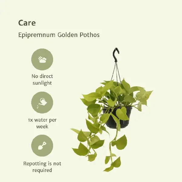 Epipremnum Golden Pothos (Scindapsus) - 2 stuks - Ø15cm - ↕25cm  BotanicBridge