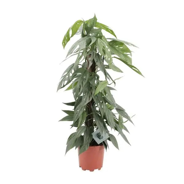 Epipremnum Pinnatum Cebu Blue - Ø17cm - ↕65cm  BotanicBridge