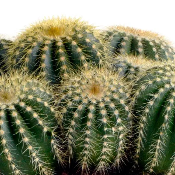 Eriocactus warasii 12cm  BotanicBridge