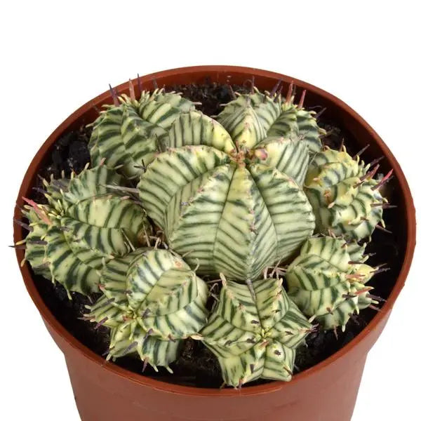 Euphorbia meloformis variegata - clay - 10,5cm - 1x  BotanicBridge