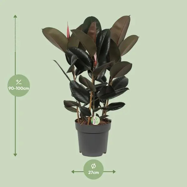 Ficus Abidjan - Ø27cm - ↕90cm  BotanicBridge