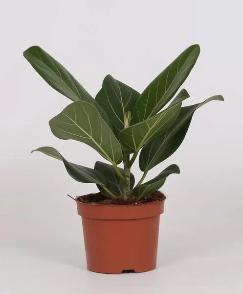 Ficus Bengalensis - Ø12cm - ↕25cm  BotanicBridge