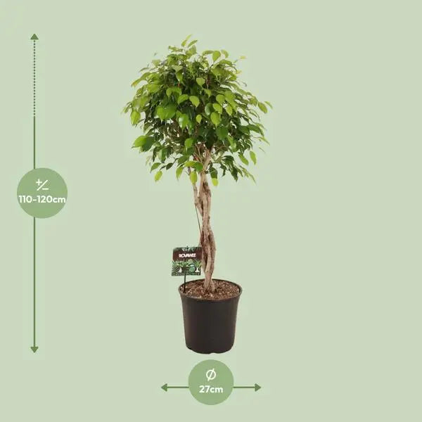 Ficus Benjamina Exotica - Ø27cm - ↕120cm  BotanicBridge