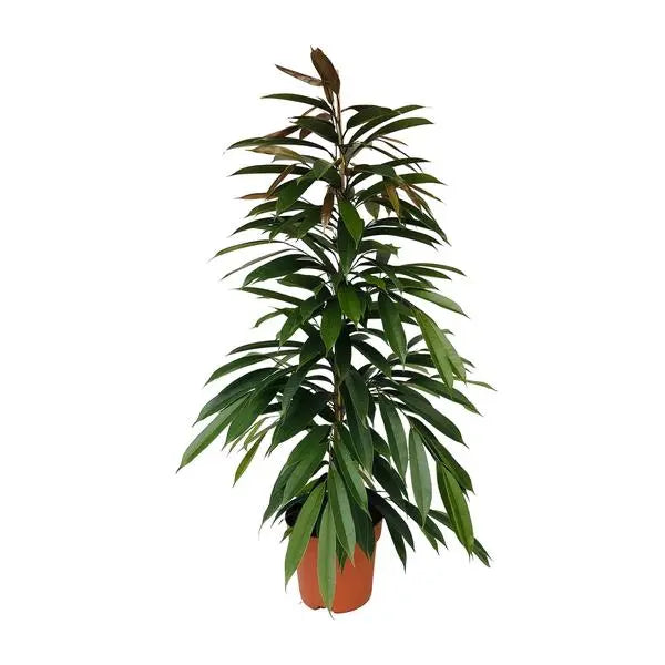 Ficus Binnendijkii Amstel King - Ø21cm - ↕95cm  BotanicBridge