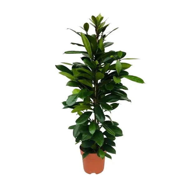 Ficus Cyathistipula - Ø21cm - ↕105cm  BotanicBridge