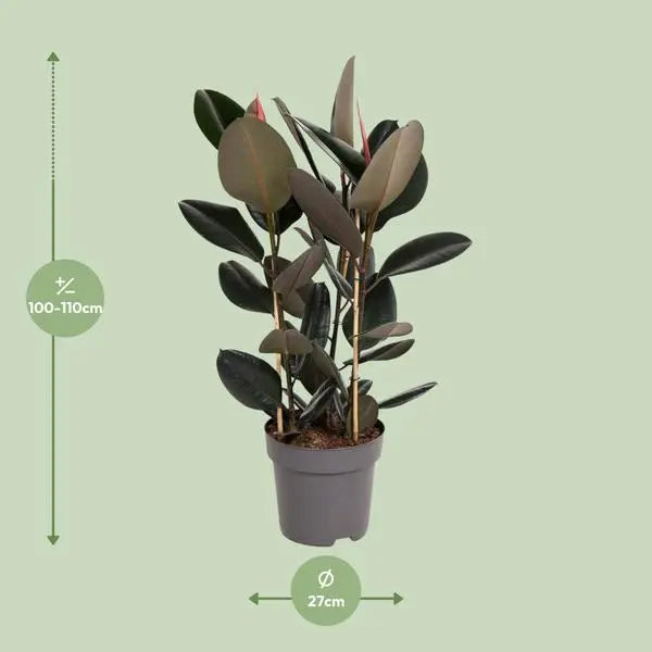 Ficus Elastica Abidjan - Ø27cm - ↕110cm  BotanicBridge