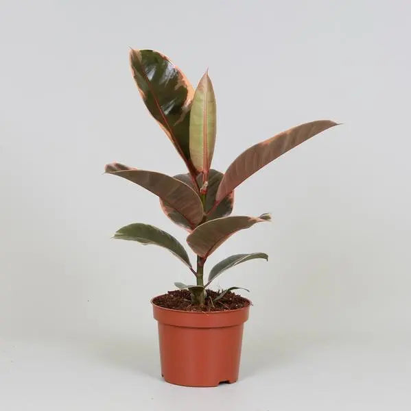 Ficus Elastica Belize - Ø12cm - ↕30cm  BotanicBridge