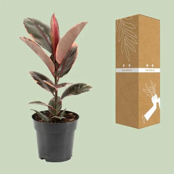 Ficus Elastica Belize - Ø17cm - ↕55cm  BotanicBridge