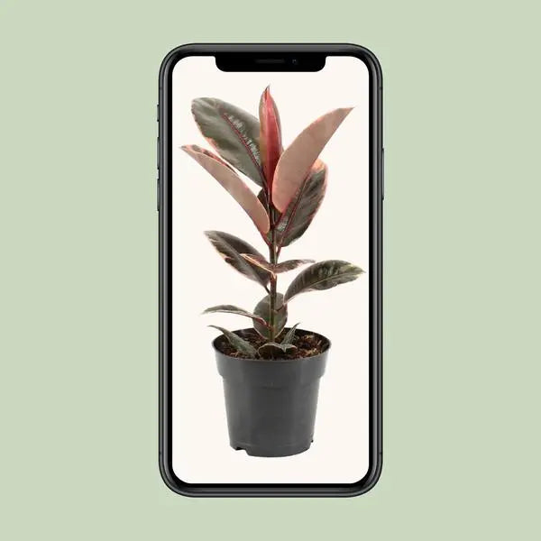 Ficus Elastica Belize - Ø17cm - ↕55cm  BotanicBridge