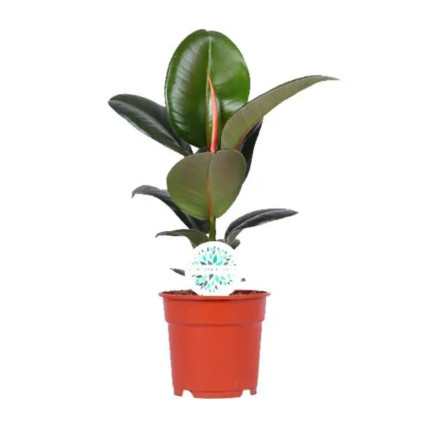 Ficus Elastica Robusta - Ø17cm - ↕55cm  BotanicBridge