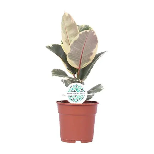 Ficus Elastica Tineke - Ø17cm - ↕50cm  BotanicBridge