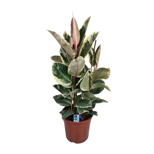 Ficus Elastica Tineke - Ø27cm - ↕85cm  BotanicBridge