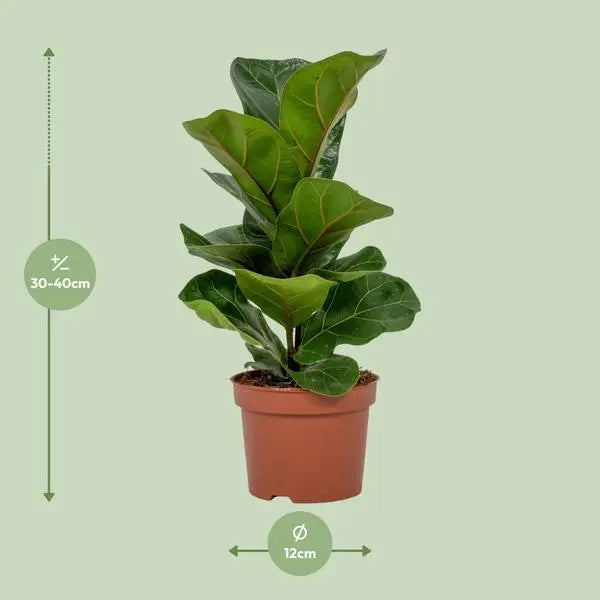 Ficus Lyrata - Ø12cm - ↕30cm  BotanicBridge