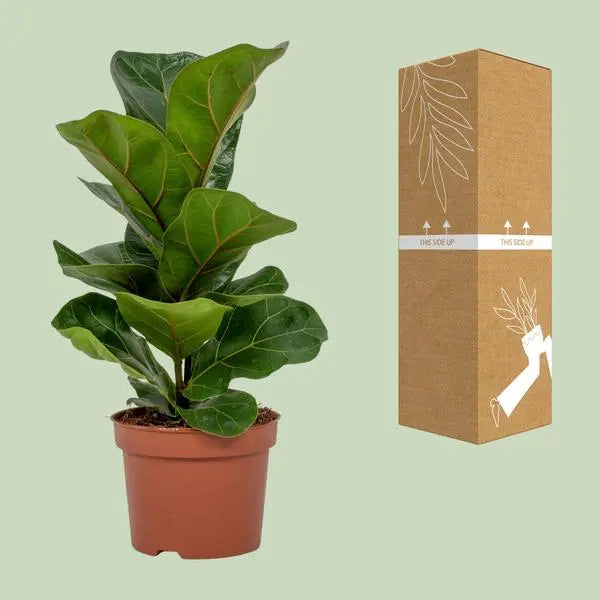 Ficus Lyrata - Ø12cm - ↕30cm  BotanicBridge