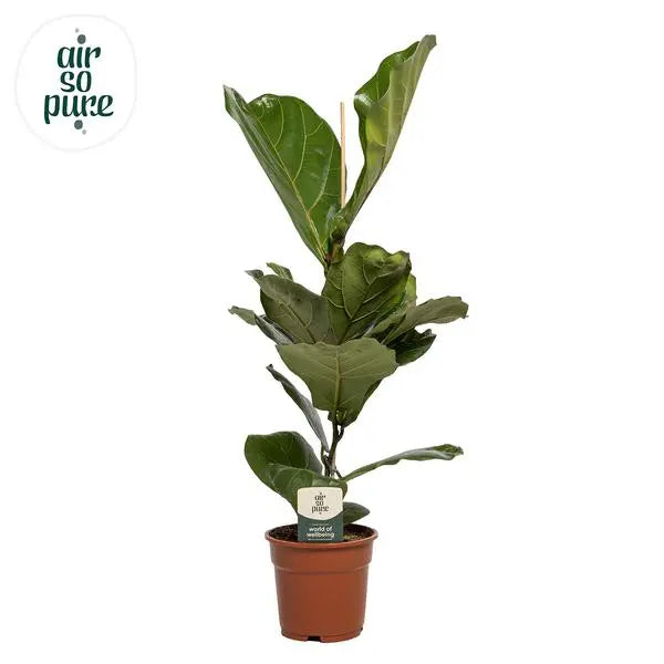 Ficus Lyrata - Ø17cm - ↕60cm  BotanicBridge