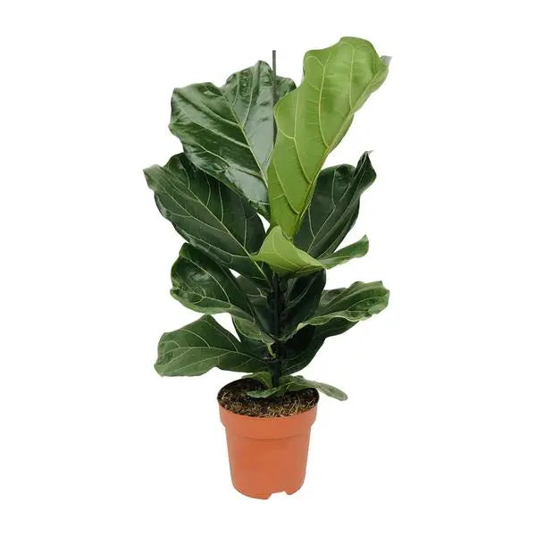 Ficus Lyrata - Ø17cm - ↕75cm  BotanicBridge