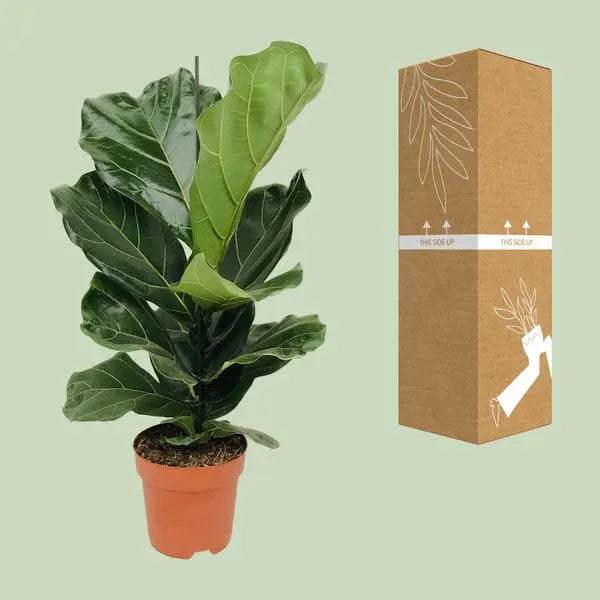 Ficus Lyrata - Ø17cm - ↕75cm  BotanicBridge