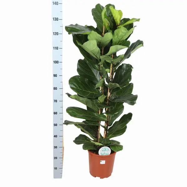 Ficus Lyrata - Ø27cm - ↕140cm  BotanicBridge