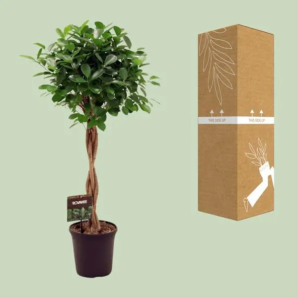 Ficus Micr. Moclame - Ø23cm - ↕110cm  BotanicBridge