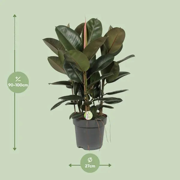 Ficus Robusta - Ø27cm - ↕90cm  BotanicBridge