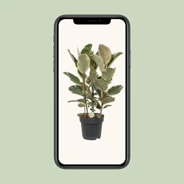 Ficus Tineke - Ø27cm - ↕85cm  BotanicBridge