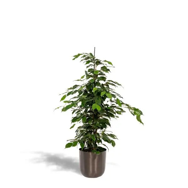 Ficus benjamina Danielle - Ø21cm - ↕95cm + Pot Mayk Lead  BotanicBridge