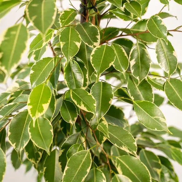 Ficus benjamina Goldenking - Ø21cm - ↕95cm + Pot Mayk Lead  BotanicBridge