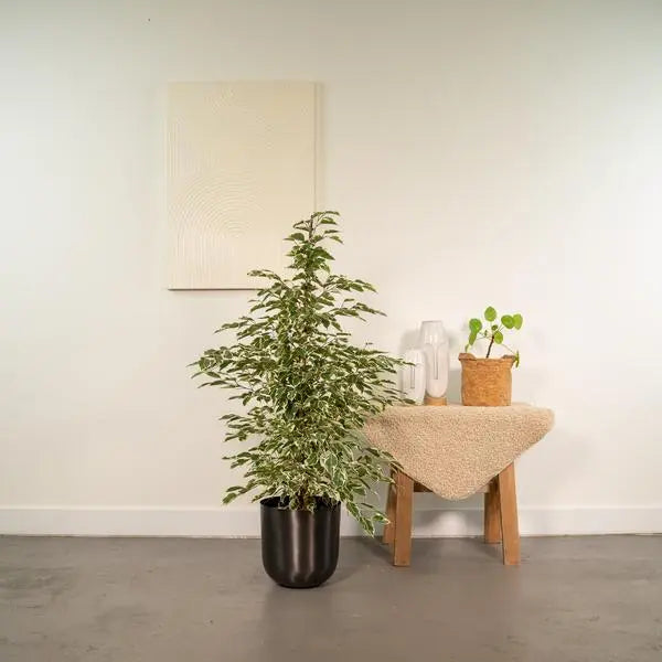 Ficus benjamina Twilight - Ø21cm - ↕95cm + Pot Mayk Lead  BotanicBridge