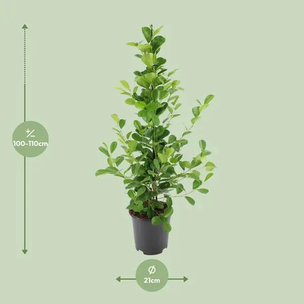 Ficus microcarpa Moclame - Ø21cm - ↕95cm  BotanicBridge