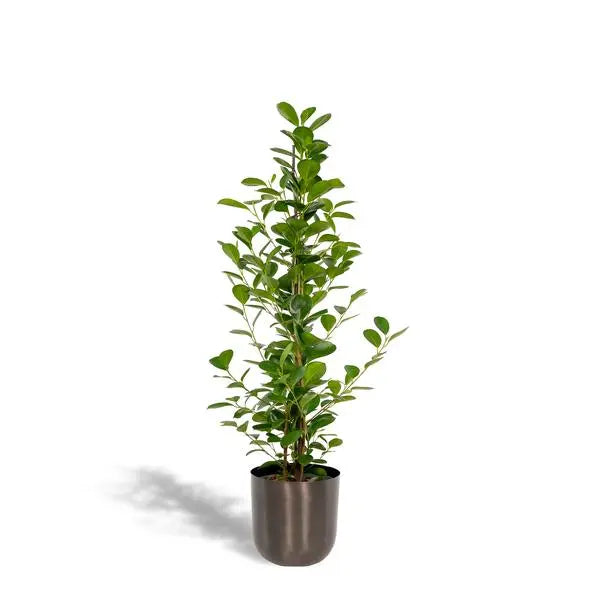 Ficus microcarpa Moclame - Ø21cm - ↕95cm + Pot Mayk Lead  BotanicBridge