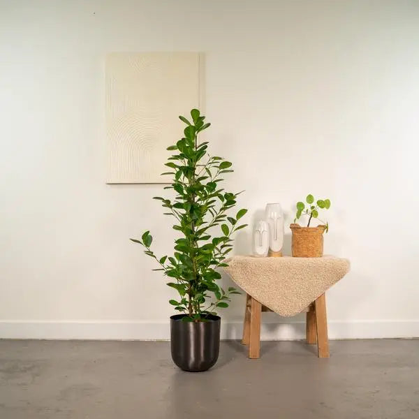 Ficus microcarpa Moclame - Ø21cm - ↕95cm + Pot Mayk Lead  BotanicBridge