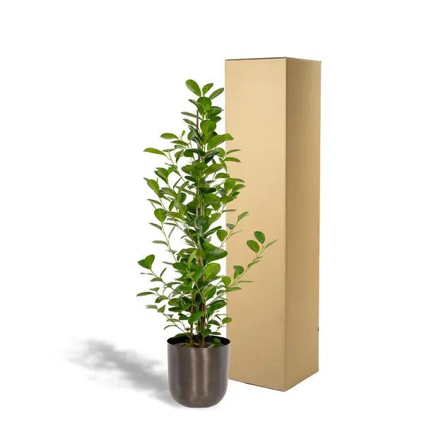 Ficus microcarpa Moclame - Ø21cm - ↕95cm + Pot Mayk Lead  BotanicBridge