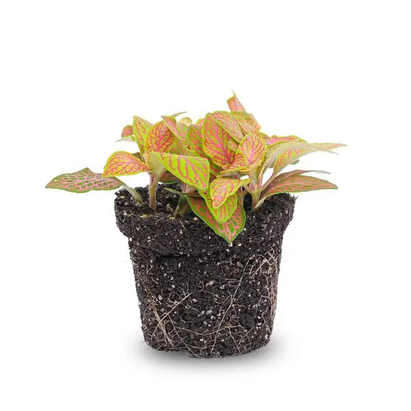 Fittonia Oranje - Roze - Ruby Lime - Mozaiekplantje - Potmaat 8  BotanicBridge