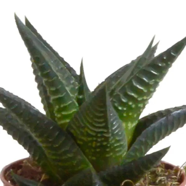 Gasteria/Haworthia mix 5,5cm - 5x - in terracotta pot  BotanicBridge