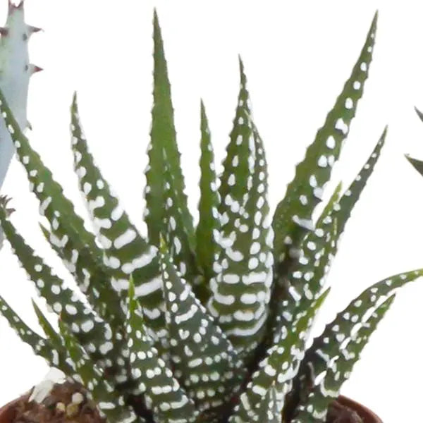 Gasteria/Haworthia mix 5,5cm - 5x - in terracotta pot  BotanicBridge