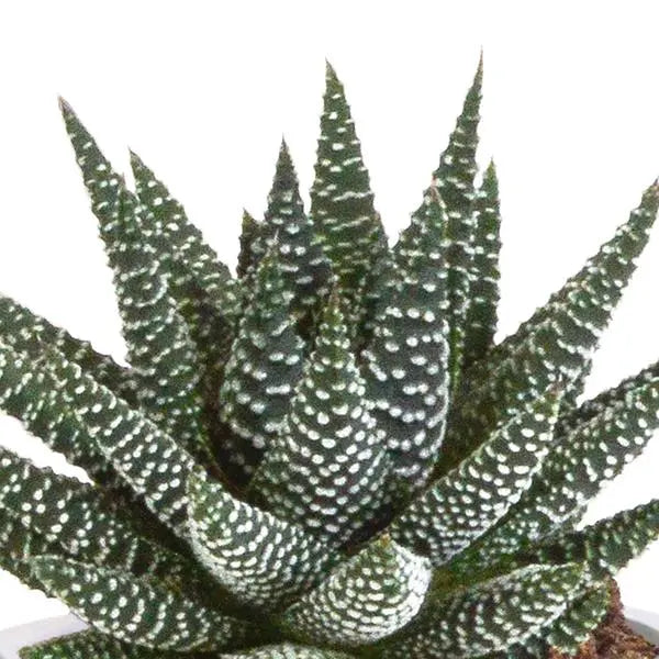 Gasteria/Haworthia mix 8,5cm - 3x - in Mexicaanse pot  BotanicBridge