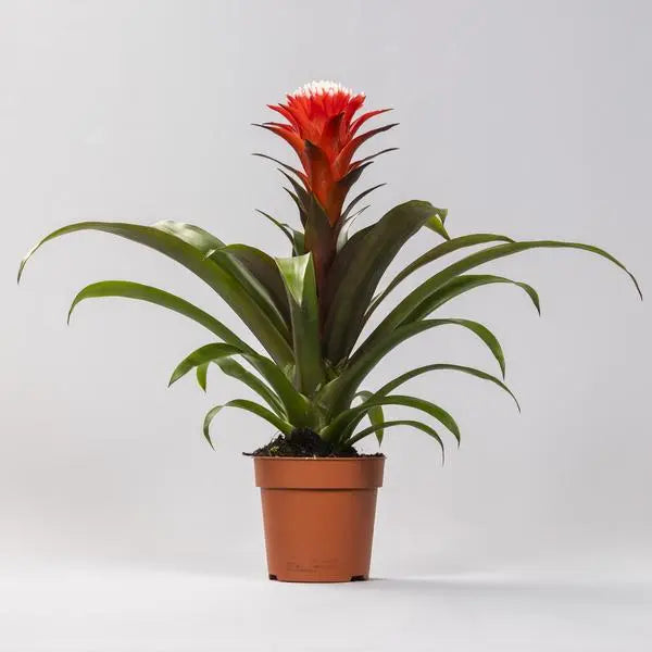 Guzmania Hope - Ø12 ↕40  BotanicBridge