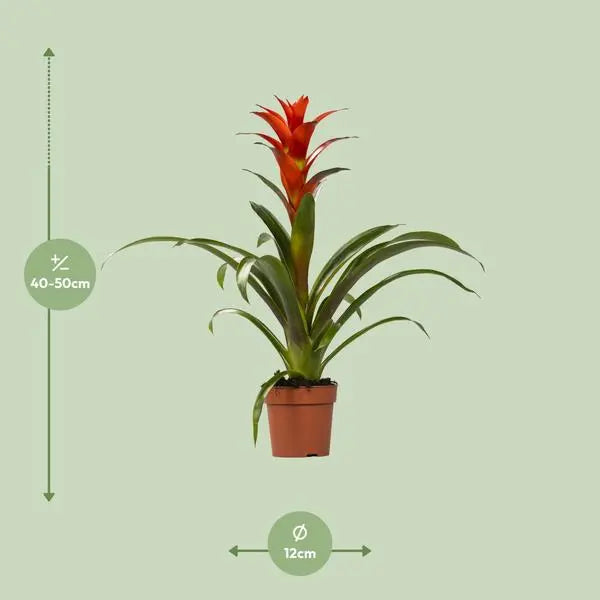 Guzmania Ostara - Ø12cm - ↕45cm  BotanicBridge