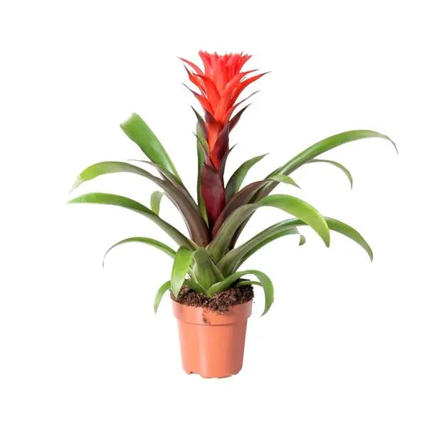 Guzmania Rockyflower Hope - Ø12cm - ↕43cm  BotanicBridge