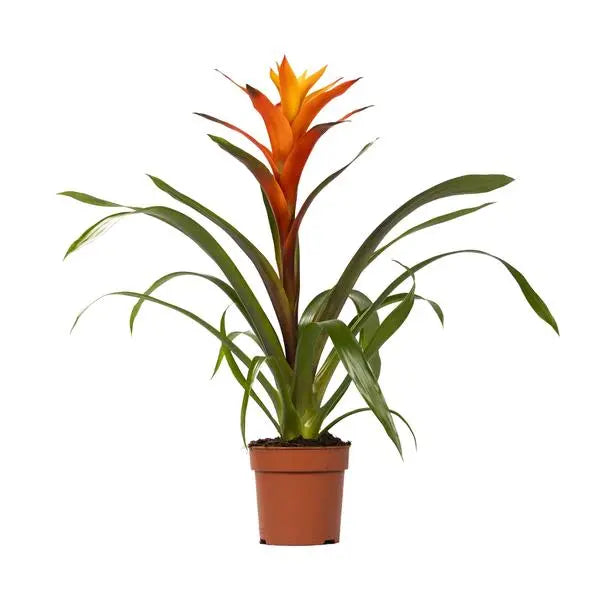 Guzmania Variada - Ø12 ↕50  BotanicBridge