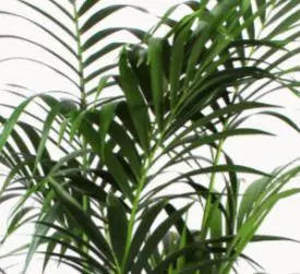 Kentia Palm - Ø27cm - ↕160cm  BotanicBridge