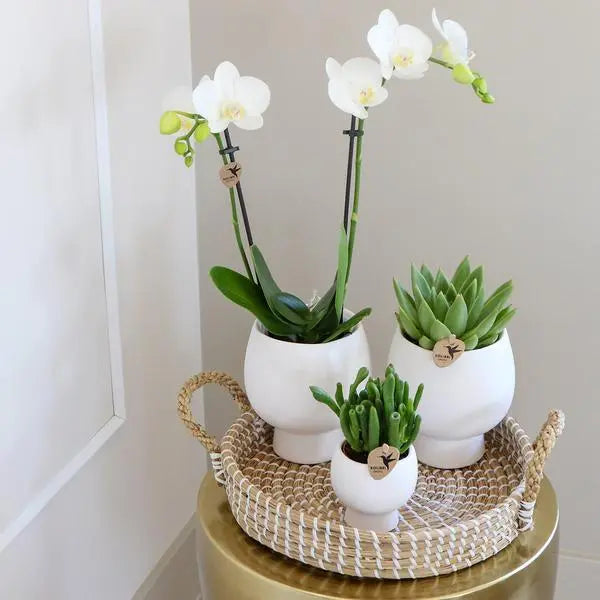 Kolibri Company | Gift set Scandic white | Plantenset met witte Phalaenopsis Orchidee en Succulenten incl. keramieken sierpotten  BotanicBridge