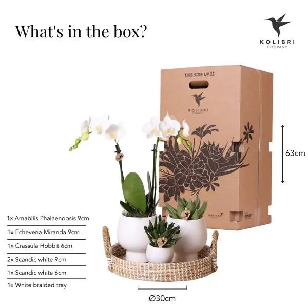 Kolibri Company | Gift set Scandic white | Plantenset met witte Phalaenopsis Orchidee en Succulenten incl. keramieken sierpotten  BotanicBridge