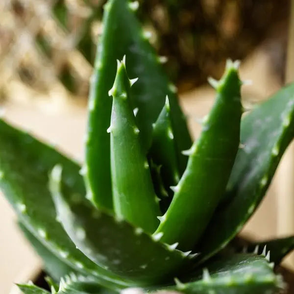 Kolibri Greens | Groene plant - Succulent Aloë Brevifolia - potmaat Ø9cm - groene kamerplant - vers van de kweker  BotanicBridge