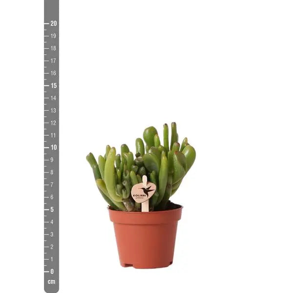 Kolibri Greens | Groene plant - Succulent Crassula Hobbit - potmaat Ø6cm - groene kamerplant - vers van de kweker  BotanicBridge