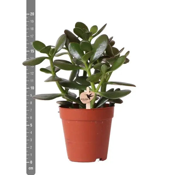 Kolibri Greens | Groene plant - Succulent Crassula Ovata -  groene kamerplant - vers van de kweker - Ø9cm  BotanicBridge