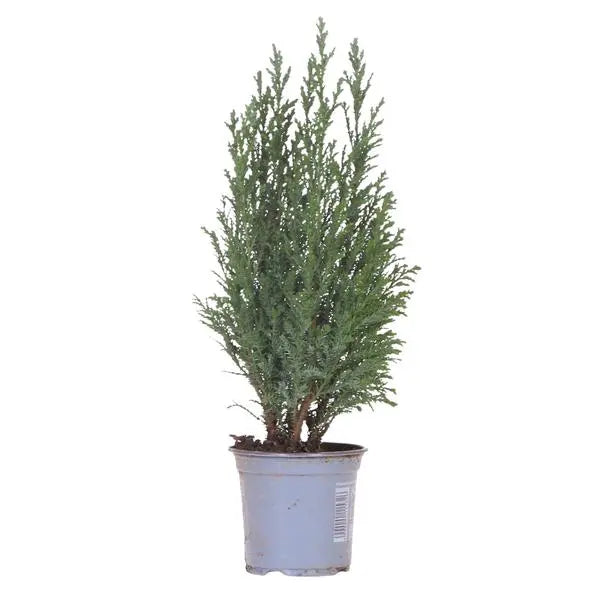 Kolibri Greens | Mini Kerstboom 'Ellwoodii' - vers van de kweker  BotanicBridge