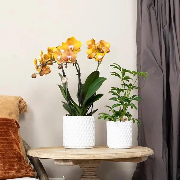 Kolibri Orchids I COMBI DEAL van 2 Phalaenopsis orchideeën - Las Vegas - potmaat Ø12cm | bloeiende kamerplant - vers van de kweker  BotanicBridge